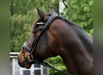 Oldenburger, Stute, 11 Jahre, 163 cm, Brauner