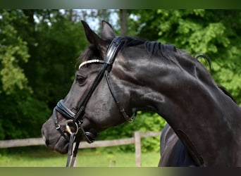 Oldenburger, Stute, 11 Jahre, 163 cm, Dunkelbrauner