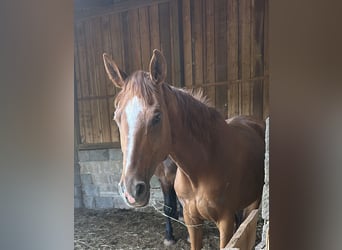 Oldenburger, Stute, 11 Jahre, 163 cm, Fuchs