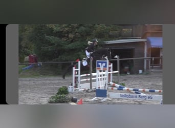 Oldenburger, Stute, 11 Jahre, 164 cm, Rappe