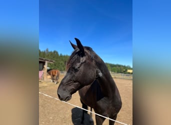 Oldenburger, Stute, 11 Jahre, 164 cm, Rappe