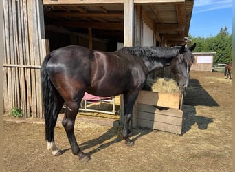 Oldenburger, Stute, 11 Jahre, 164 cm, Rappe
