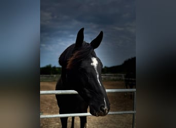Oldenburger, Stute, 11 Jahre, 164 cm, Rappe