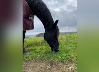 Oldenburger, Stute, 11 Jahre, 164 cm, Rappe