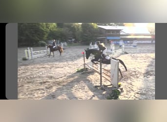Oldenburger, Stute, 11 Jahre, 164 cm, Rappe