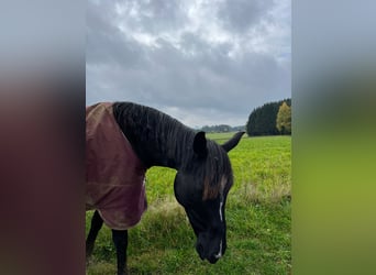 Oldenburger, Stute, 11 Jahre, 164 cm, Rappe