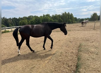 Oldenburger, Stute, 11 Jahre, 164 cm, Rappe
