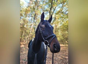 Oldenburger, Stute, 11 Jahre, 165 cm, Dunkelbrauner