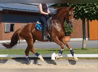 Oldenburger, Stute, 11 Jahre, 165 cm, Fuchs