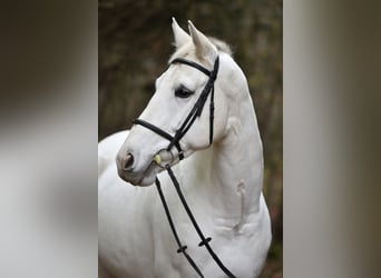 Oldenburger, Stute, 11 Jahre, 165 cm, Schimmel