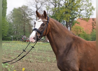 Oldenburger, Stute, 11 Jahre, 166 cm, Dunkelfuchs