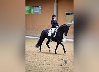 Oldenburger, Stute, 11 Jahre, 166 cm, Rappe