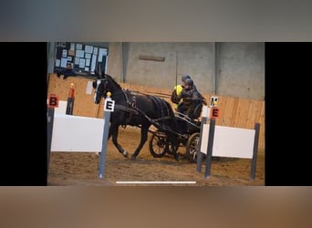 Oldenburger, Stute, 11 Jahre, 166 cm, Rappe