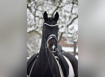 Oldenburger, Stute, 11 Jahre, 166 cm, Schwarzbrauner