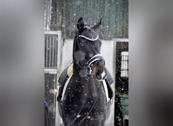Oldenburger, Stute, 11 Jahre, 166 cm, Schwarzbrauner