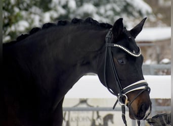 Oldenburger, Stute, 11 Jahre, 166 cm, Schwarzbrauner
