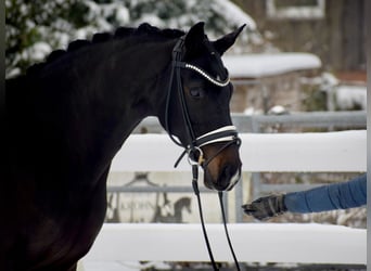 Oldenburger, Stute, 11 Jahre, 166 cm, Schwarzbrauner
