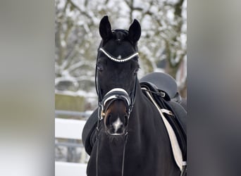 Oldenburger, Stute, 11 Jahre, 166 cm, Schwarzbrauner