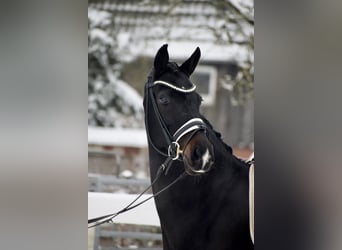 Oldenburger, Stute, 11 Jahre, 166 cm, Schwarzbrauner