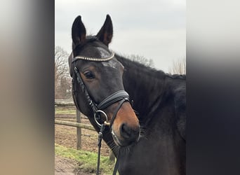 Oldenburger, Stute, 11 Jahre, 167 cm, Dunkelbrauner