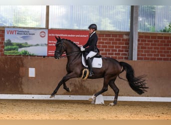 Oldenburger, Stute, 11 Jahre, 167 cm, Schwarzbrauner