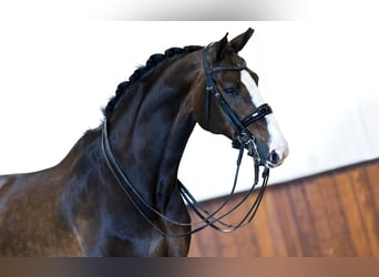 Oldenburger, Stute, 11 Jahre, 168 cm, Dunkelbrauner