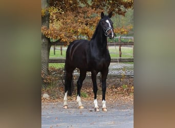 Oldenburger, Stute, 11 Jahre, 168 cm, Dunkelbrauner