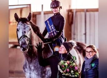 Oldenburger, Stute, 11 Jahre, 168 cm, Schimmel