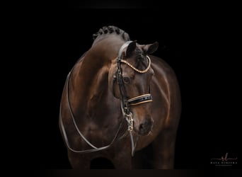 Oldenburger, Stute, 11 Jahre, 168 cm, Schwarzbrauner