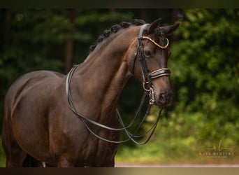 Oldenburger, Stute, 11 Jahre, 168 cm, Schwarzbrauner