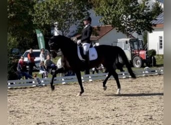 Oldenburger, Stute, 11 Jahre, 168 cm, Schwarzbrauner