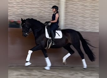 Oldenburger, Stute, 11 Jahre, 168 cm, Schwarzbrauner
