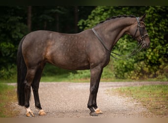 Oldenburger, Stute, 11 Jahre, 168 cm, Schwarzbrauner