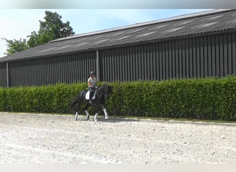 Oldenburger, Stute, 11 Jahre, 169 cm, Dunkelbrauner