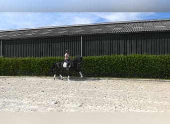 Oldenburger, Stute, 11 Jahre, 169 cm, Dunkelbrauner