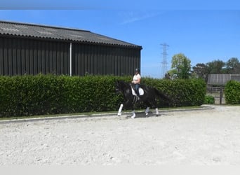 Oldenburger, Stute, 11 Jahre, 169 cm, Dunkelbrauner
