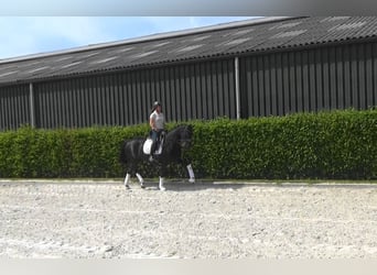 Oldenburger, Stute, 11 Jahre, 169 cm, Dunkelbrauner