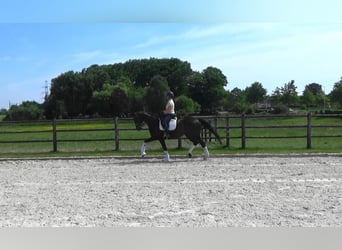 Oldenburger, Stute, 11 Jahre, 169 cm, Dunkelbrauner