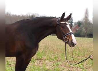 Oldenburger, Stute, 11 Jahre, 169 cm, Dunkelbrauner