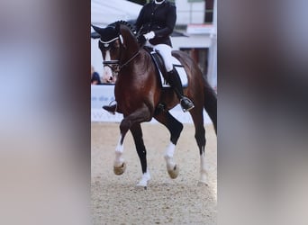 Oldenburger, Stute, 11 Jahre, 169 cm, Dunkelbrauner