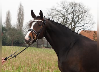 Oldenburger, Stute, 11 Jahre, 169 cm, Dunkelbrauner