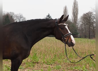 Oldenburger, Stute, 11 Jahre, 169 cm, Dunkelbrauner