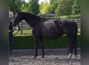 Oldenburger, Stute, 11 Jahre, 169 cm, Rappe