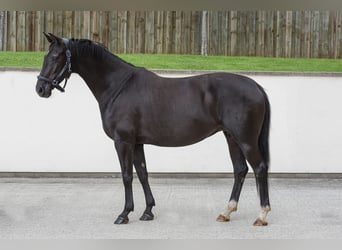 Oldenburger, Stute, 11 Jahre, 169 cm, Rappe