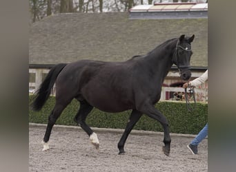 Oldenburger, Stute, 11 Jahre, 169 cm, Rappe