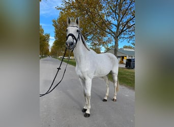 Oldenburger, Stute, 11 Jahre, 169 cm, Schimmel