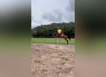 Oldenburger, Stute, 11 Jahre, 170 cm, Brauner