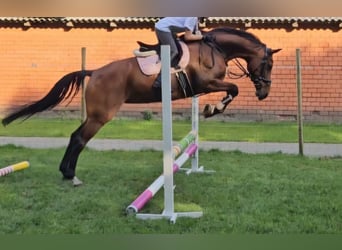 Oldenburger, Stute, 11 Jahre, 170 cm, Brauner