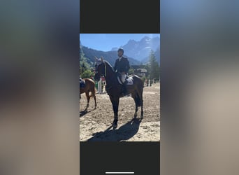 Oldenburger, Stute, 11 Jahre, 170 cm, Dunkelbrauner