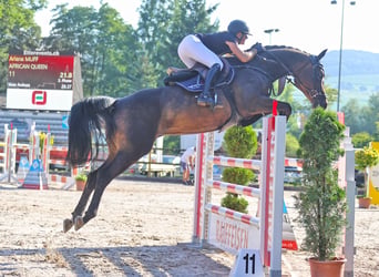 Oldenburger, Stute, 11 Jahre, 170 cm, Dunkelbrauner